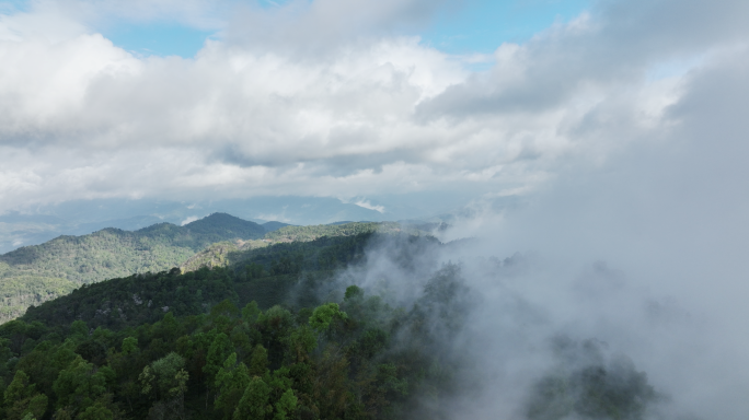 【5K】易武茶山，茶山云海，热带雨林云海