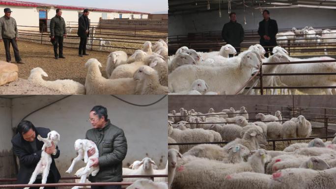 羊喂养养殖场圈养畜牧羊圈脱贫攻坚小尾寒羊