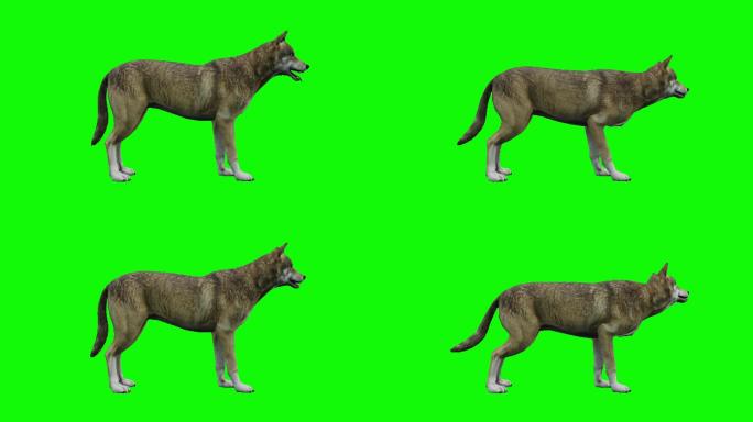 在绿色背景下的狼在攻击动画。