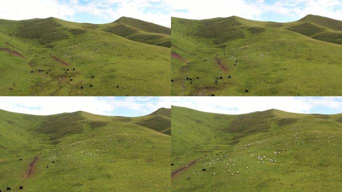 山上羊群牛群航拍4K