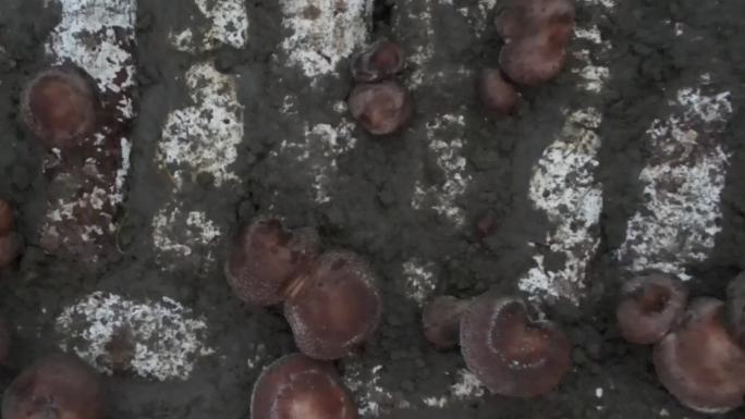 香姑蘑菇种植 大棚种植 产业扶贫乡村振兴