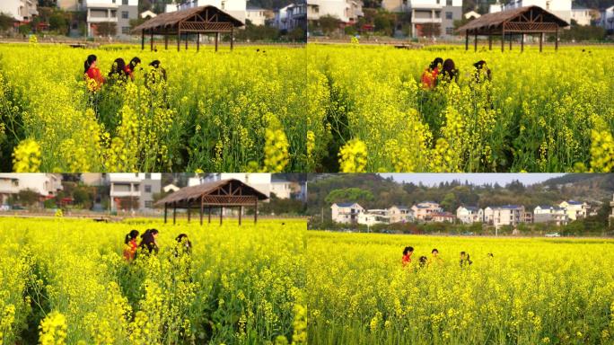 春游踏青 油菜花 笑声