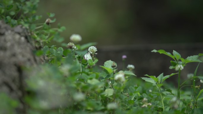 绿草地上蝴蝶、蜜蜂采蜜