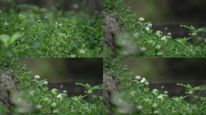 绿草地上蝴蝶、蜜蜂采蜜