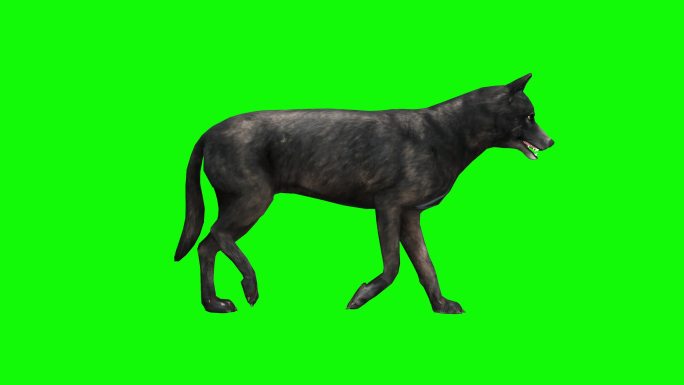 绿色背景前的狼3D特效视频元素