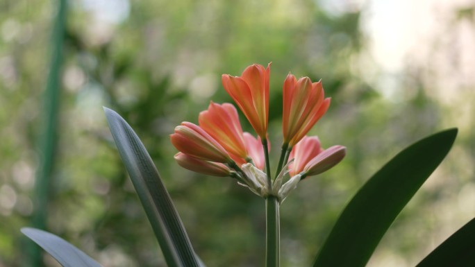 君子兰花开