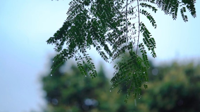 春雨/梅雨天气/小雨/城市雨季