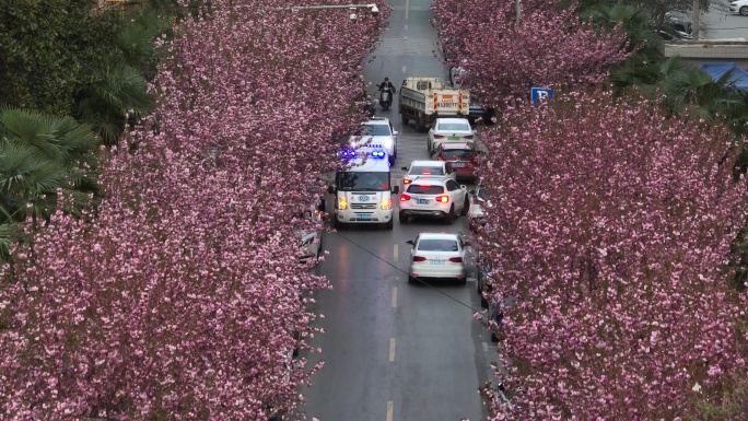 樱花大道救护车高新一路西安宣传片素材