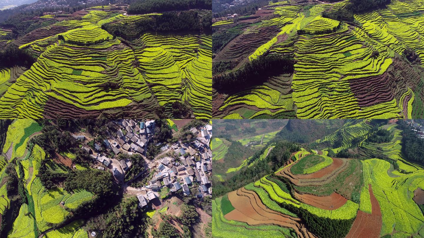 云南省罗平油菜花