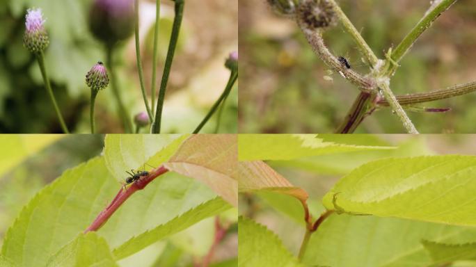 各种昆虫蜜蜂蚂蚁唯美素材