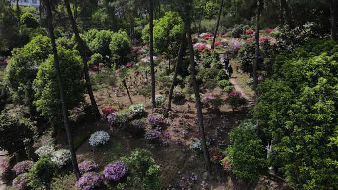 航拍重庆南山满山的杜鹃花