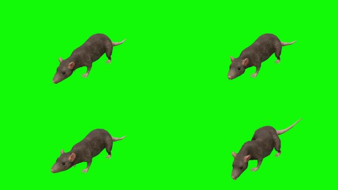 绿色屏幕上的濒死老鼠动画