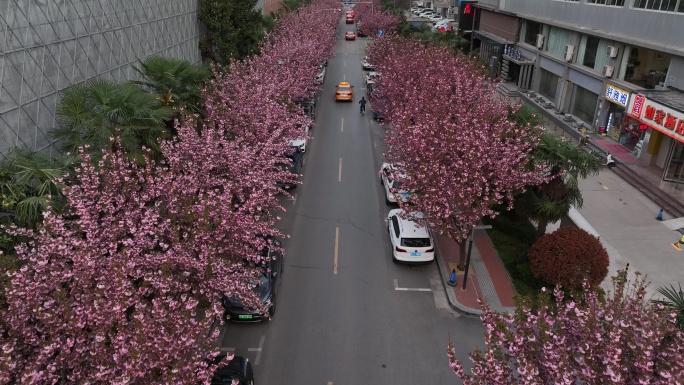 高新一路樱花大道西安旅游西安宣传片素材