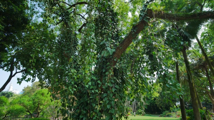 热带植物藤缠树