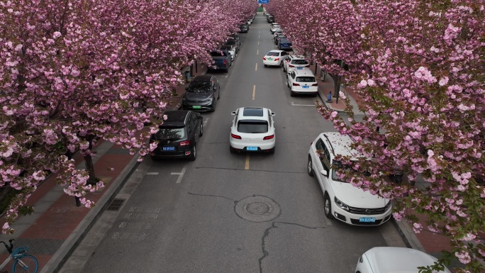 高新一路樱花大道西安旅游西安宣传片素材