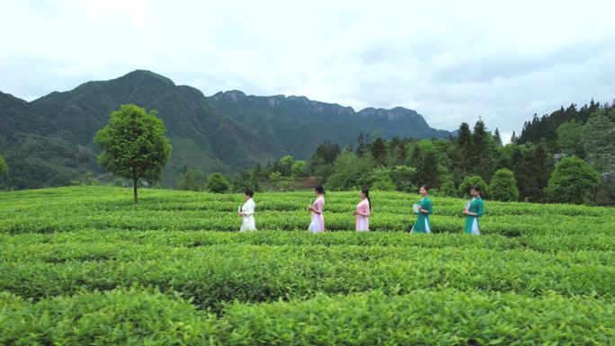 美女茶园品茶