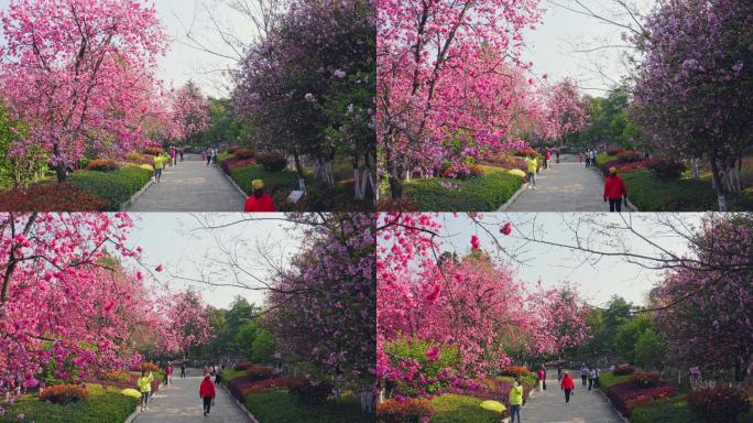 航拍春天公园盛开的樱花