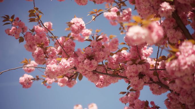 春天 樱花 成都青白江凤凰湖  特写4k