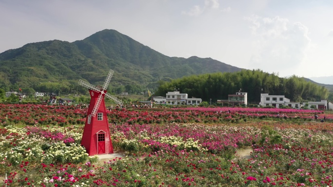 风车 月季花 花海