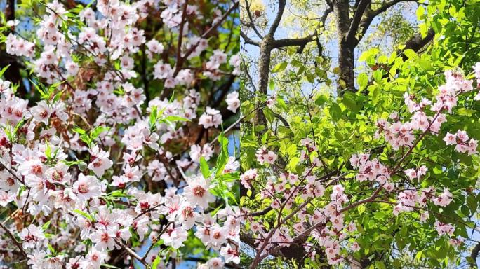 小花桃花世外桃源