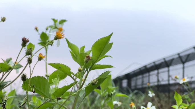 春天田园里的野花野菜白花菜