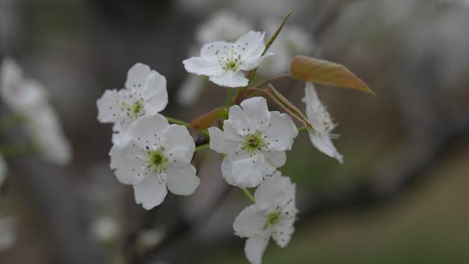 春天 花 8K 梨花  西安花海