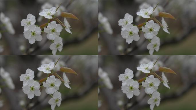 春天 花 8K 梨花  西安花海