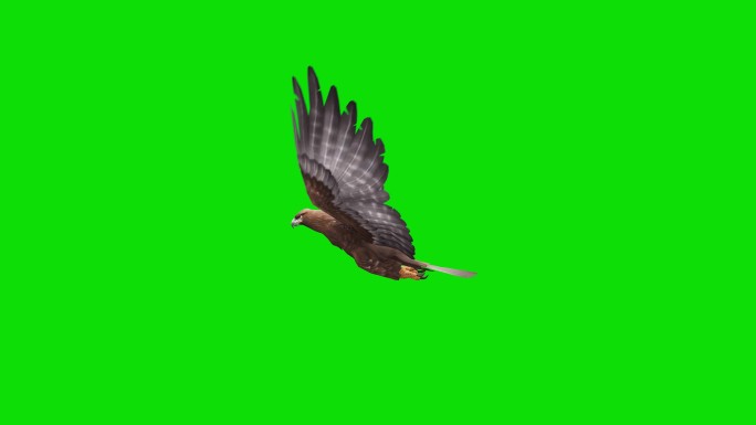 绿色屏幕上的老鹰飞行动画
