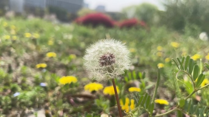 春天 踏青 野花 小花 蒲公英 黄花地丁