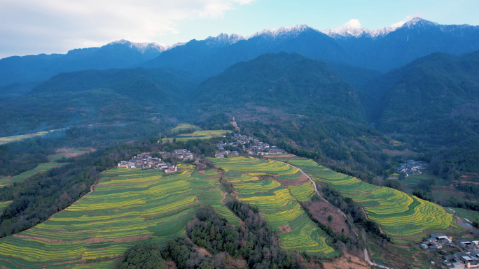 乡村油菜花航拍