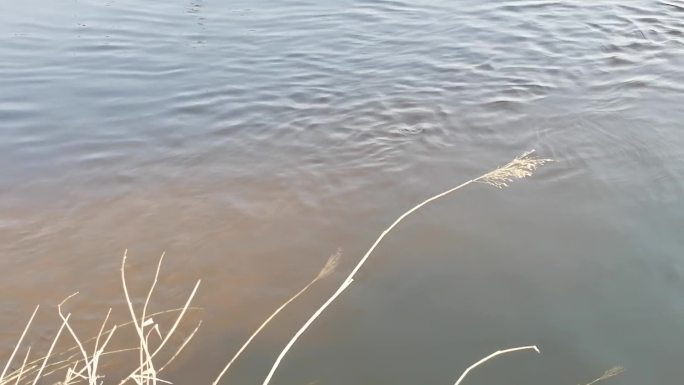 河水流淌