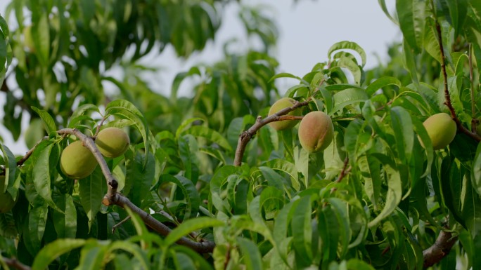 果园 桃子 杏 成熟
