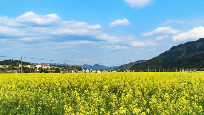 浙江农村油菜花田延时