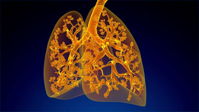 呼吸系统动画人体组织器官肺部结构构造