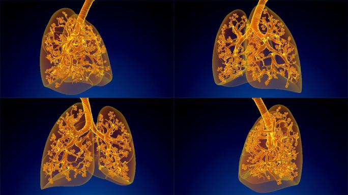 呼吸系统动画人体组织器官肺部结构构造