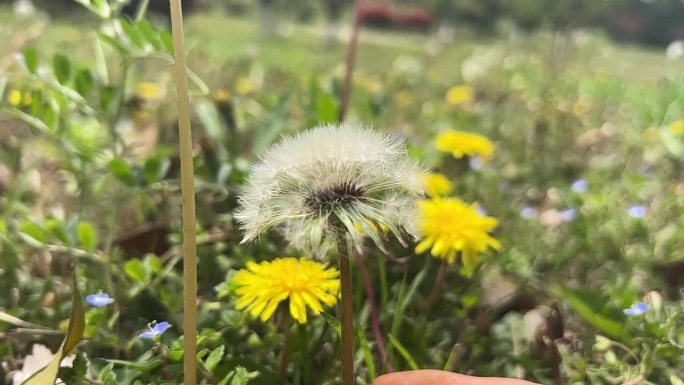 春天 踏青 野花 小花 蒲公英 黄花地丁