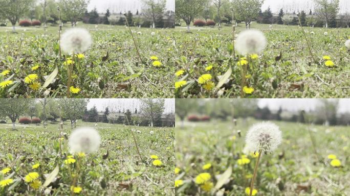 春天 踏青 野花 小花 蒲公英 黄花地丁