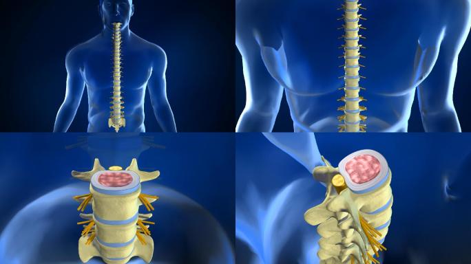 脊柱三维动画三维医学器官3D人体
