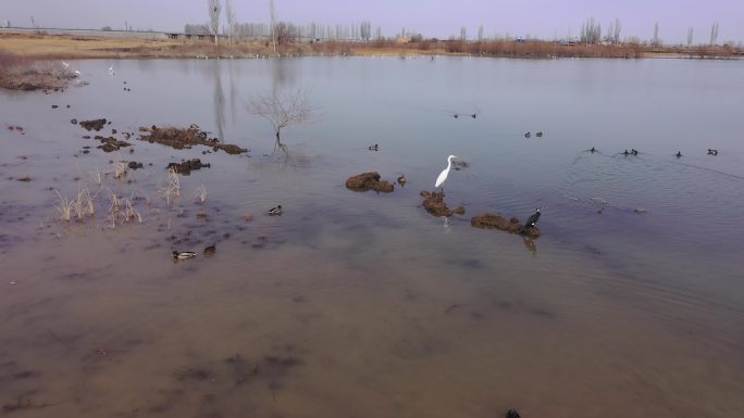 水库群鸭