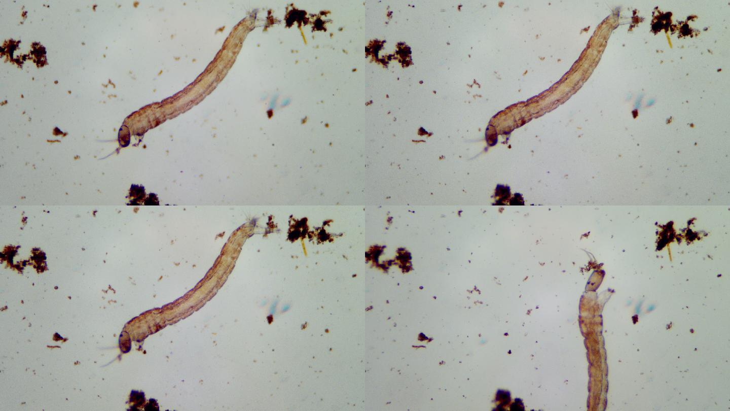 污水中的微生物