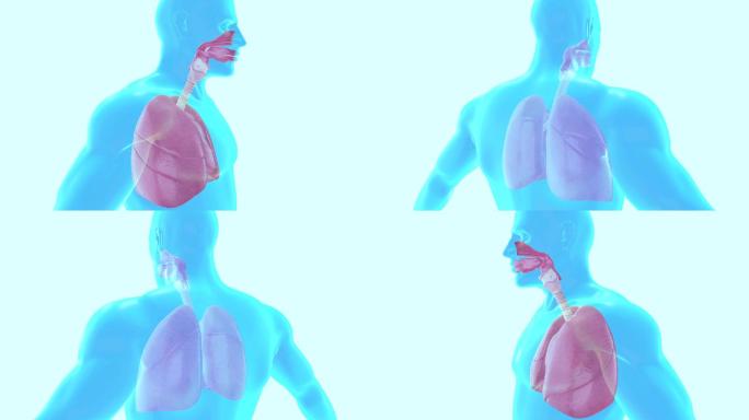 人体肺呼吸系统动画