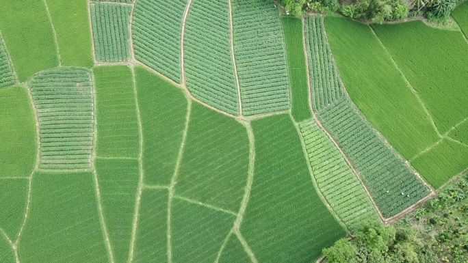 航拍实拍稻田风景