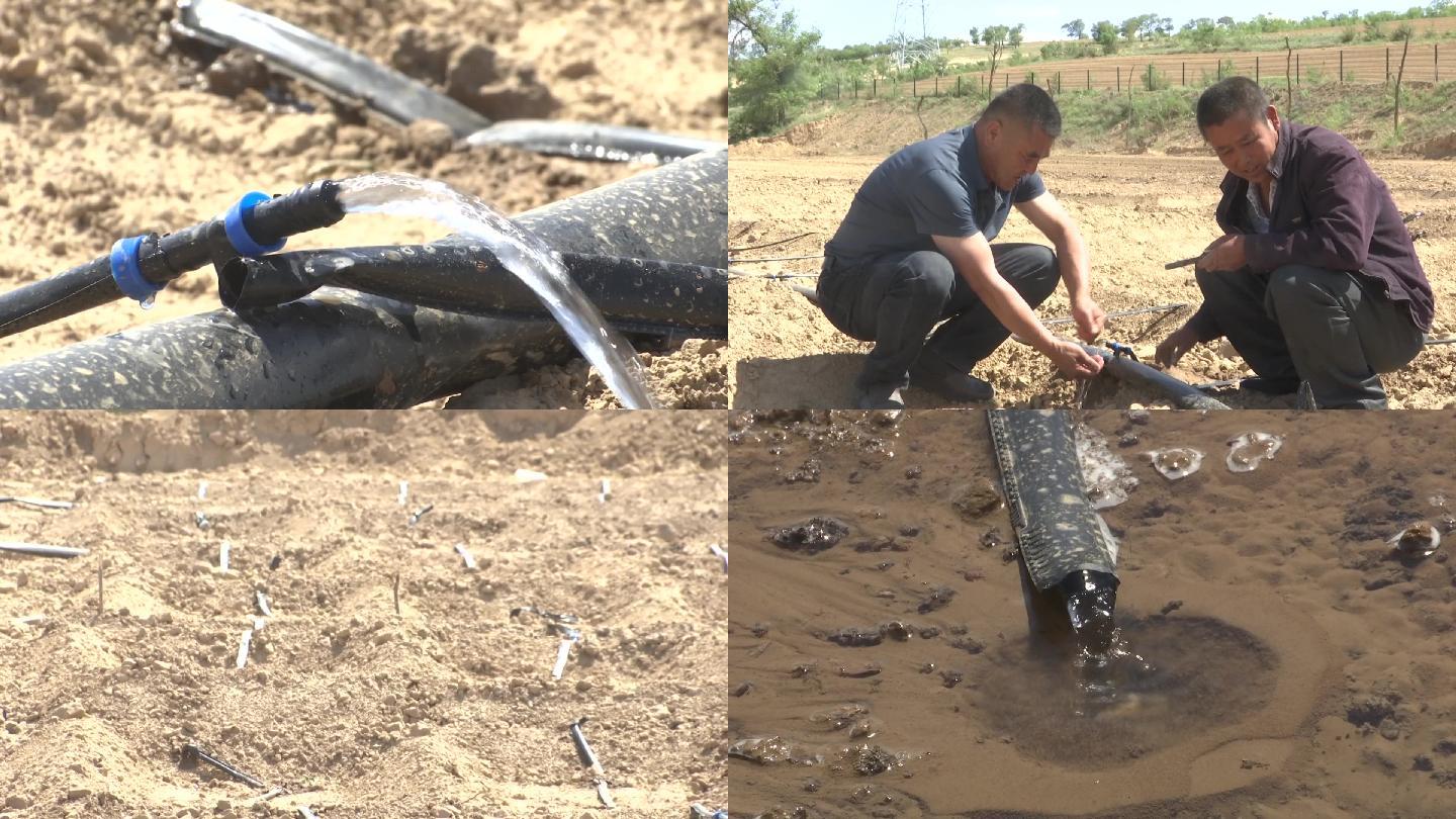 农民在地里铺设滴管浇水系统