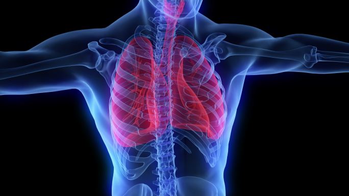 肺部医用透视图呼吸系统胸腔