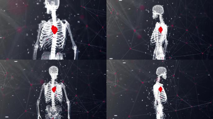 人体解剖学和心脏细节动画