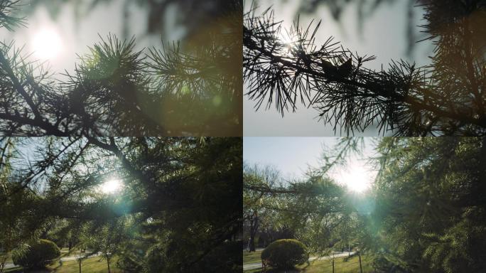 【4K】阳光透过松树树枝空镜