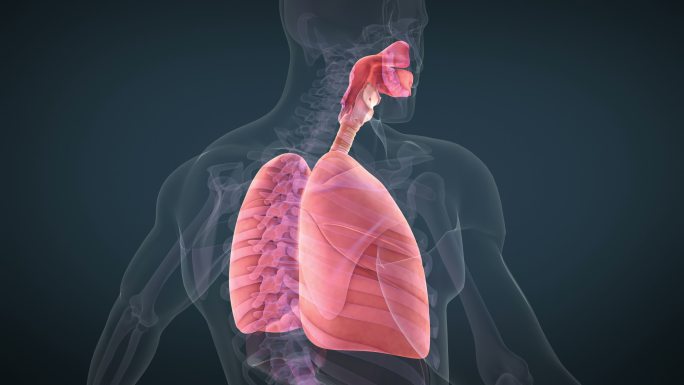 人体呼吸系统动画肺生物技术医疗健康