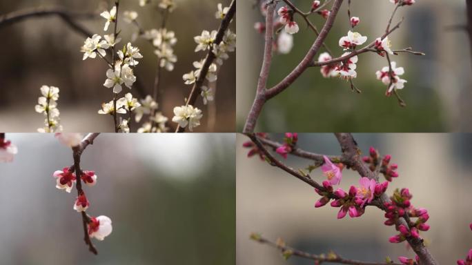 春暖花开春色唯美花蕾含苞待放桃花挑花盛开