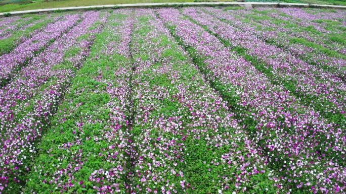 格桑花海