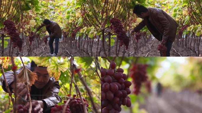 葡萄种植 农民 乡村生活